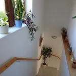 Boruvka Špindlerŭv Mlýn